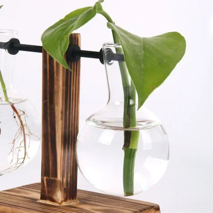 Hydroponic Glass Plant Terrarium Stand